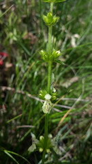 Stachys recta