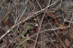 Carlowrightia arizonica