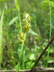 Carex spicata