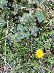 Taraxacum officinale