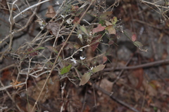 Carlowrightia arizonica