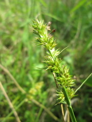 Carex spicata