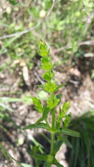 Stachys recta