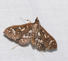 Ischnurges illustralis