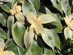 Strobilanthes gossypina
