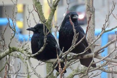 Corvus corone