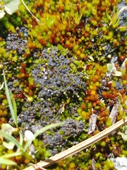 Imbribryum alpinum