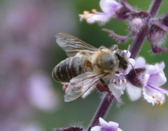 Apis mellifera