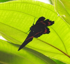 Ancyluris meliboeus