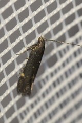 Aproaerema anthyllidella