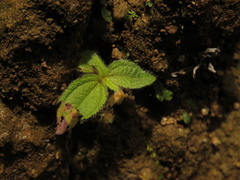 Chaetogastra ciliaris