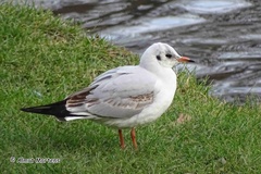 Chroicocephalus ridibundus