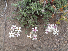 Junellia connatibracteata