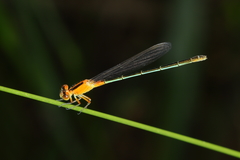 Ischnura fluviatilis