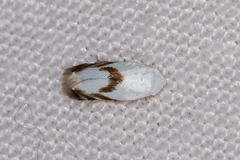 Opostegoides gephyraea