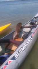 Lontra longicaudis annectens