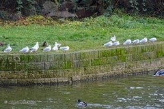 Chroicocephalus ridibundus