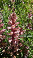 Orobanche amethystea amethystea