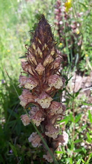 Orobanche amethystea amethystea