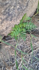 Eucrypta chrysanthemifolia