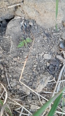Eucrypta chrysanthemifolia