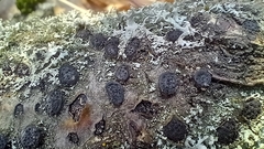 Diatrype disciformis