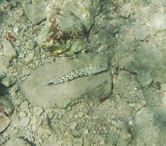 Parapercis hexophtalma