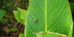 Diptera