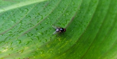 Diptera