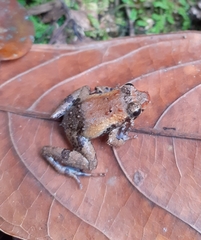 Phrynobatrachus phyllophilus