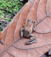 Phrynobatrachus phyllophilus