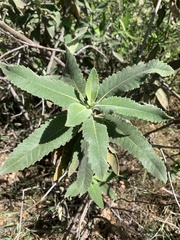 Eriodictyon crassifolium