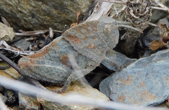 Ocnerodes prosternalis