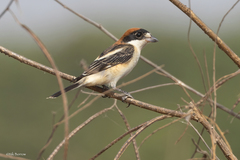 Lanius senator senator