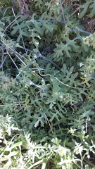 Eucrypta chrysanthemifolia