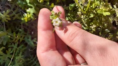 Eucrypta chrysanthemifolia