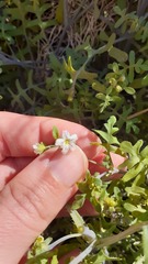 Eucrypta chrysanthemifolia