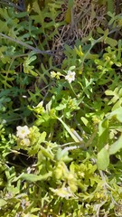 Eucrypta chrysanthemifolia