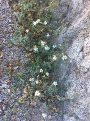 Coreocarpus sonoranus