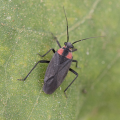 Prepops procorrentinus