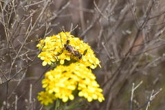 Halictus farinosus