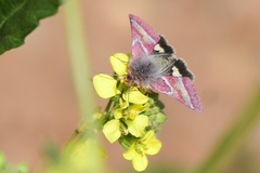 Schinia pulchripennis