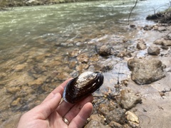 Pseudodontoideus connasaugaensis