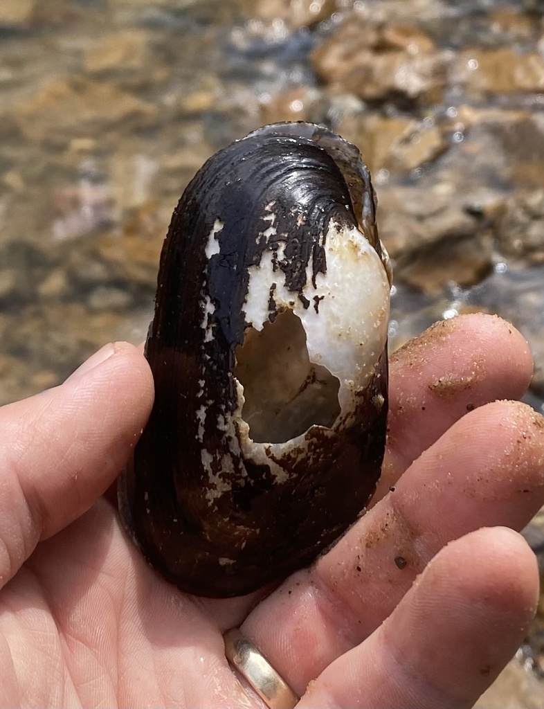 Pseudodontoideus