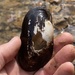 Alabama Creekmussel - Photo (c) Zeb Akers, some rights reserved (CC BY-NC), uploaded by Zeb Akers