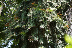 Marcgravia rectiflora