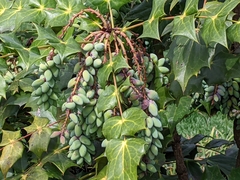 Berberis bealei