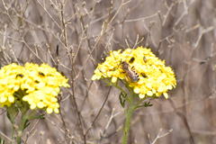 Halictus farinosus