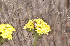Halictus farinosus