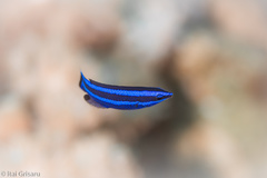 Larabicus quadrilineatus